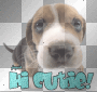 Cute puppy