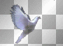 dove left