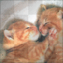 cute catz