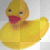 duck