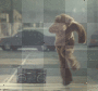 dancing, bear, radio, boombox, hot, sexy,cool, friends