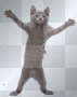 dancing cat, dance, hot, sexy, grey, gray, lol, funny, happy, laugh, kitten, bff, luv, love