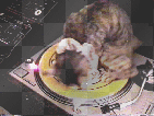cat, kitten, dj, record, cd, music, disc jockey, cool, dance, hot, friends, laugh, lol