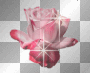 pink rose