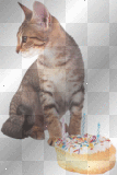 kitty birthday 2