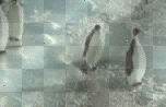 Mean penguin