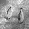Mean penguin