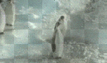 Mean penguin