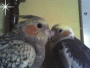 birdy