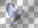 birdy
