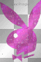 PlayBoy Bunny