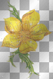 yellow flower yellow flower