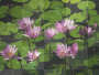 lillypad