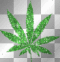 weed