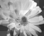 Flower2