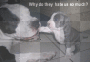 PITBULLY