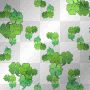 SHAMROCKS