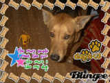 My Doggy