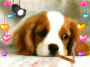 doggy 