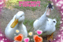 quacked