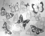 Black & Grey Butterflies