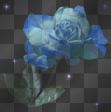 Rose bleue Rose bleue