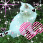 pretty kitty