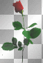 long stem rose