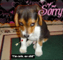 I'm Sorry I'm Sorry