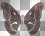 fly away butterfly
