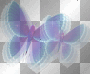 pretty butterflies