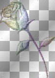 glitter rose