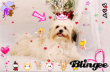 My kutie dog