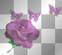 Butterfly rose