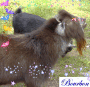 Happiest Goat in the World!