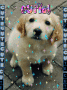 aaww my cuzin dog aaww my cuzin dog