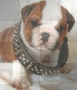 bulldog