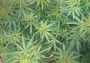 pot