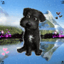 Puppy! Puppy!