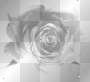 white rose