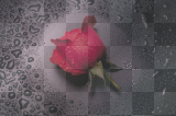 water rose