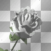 white rose