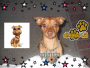 my dog pimpin out!!!!