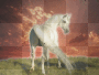 White horse