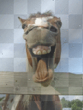 Funny horse!