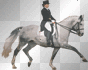 dressage horseee
