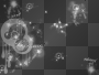 sparkl