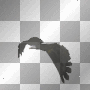 Flying Eagle