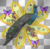 peacock butterflies