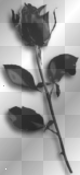 Rose <3